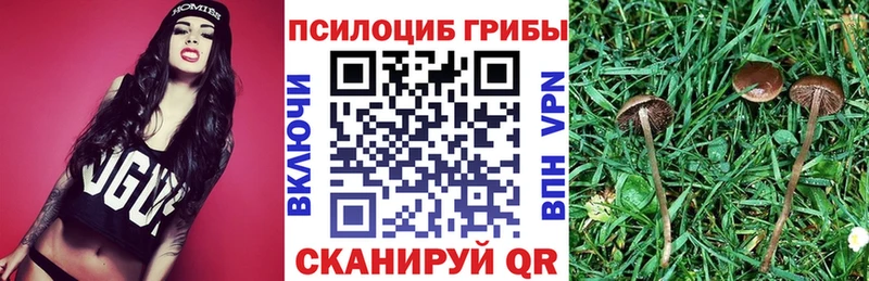 купить закладку  Тула  KRAKEN вход  Псилоцибиновые грибы Psilocybe 